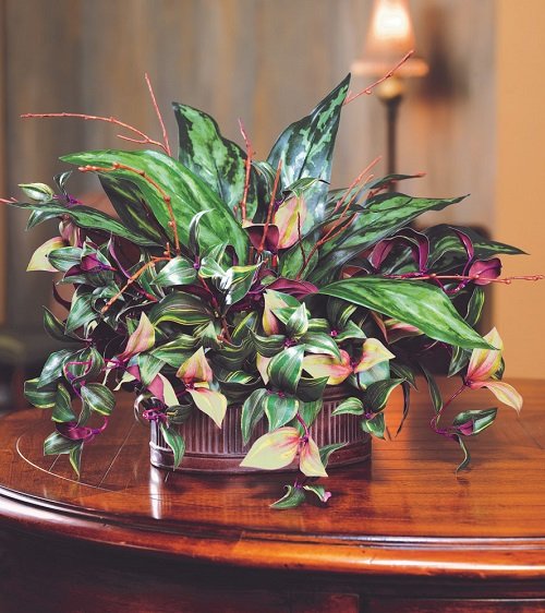 Different Ways to Grow Wandering Jew Indoors 4