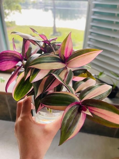 Grow Wandering Jew in water