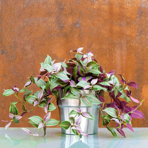 Different Ways to Grow Wandering Jew 