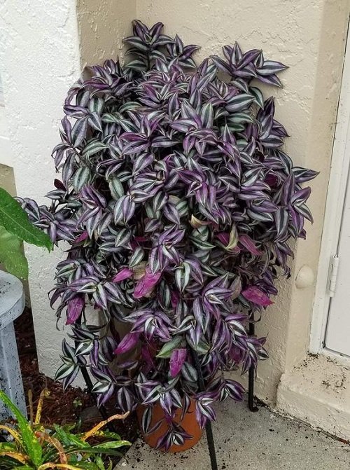 bushier Wandering Jew 