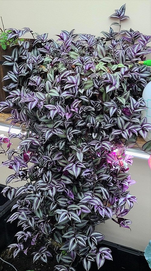 how to make Wandering Jew bushy