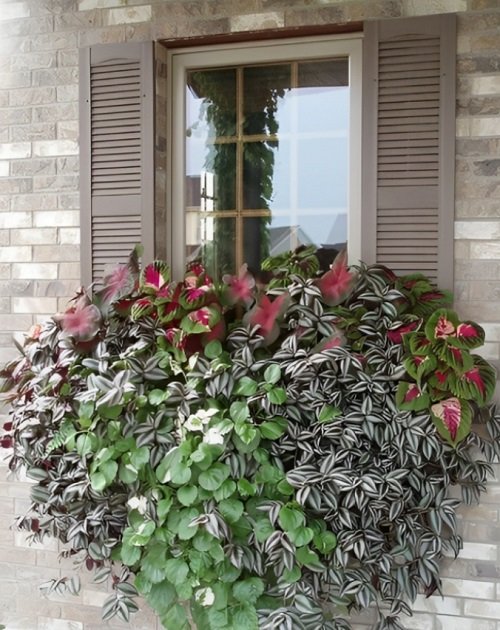 Grow Wandering Jew on a window box