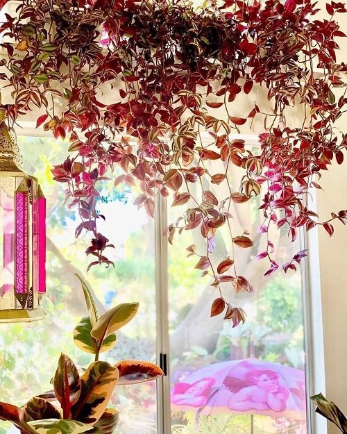 Grow Wandering Jew as natural curtain 