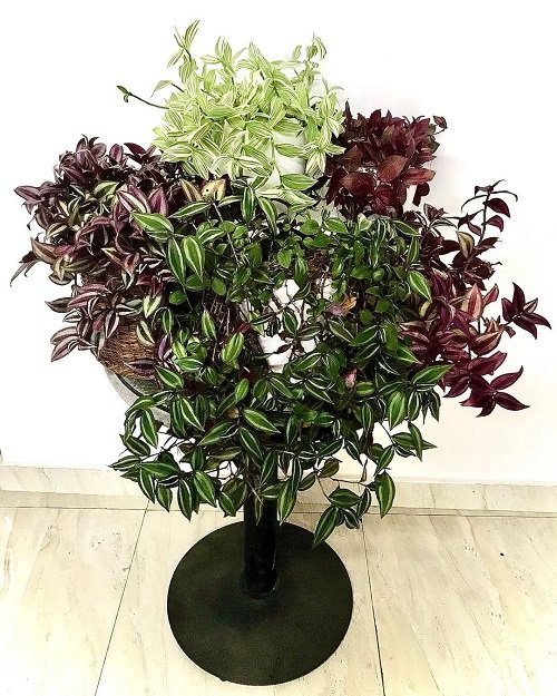 Ways to Grow Wandering Jew combo