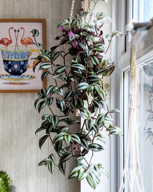 Grow Wandering Jew as window certain