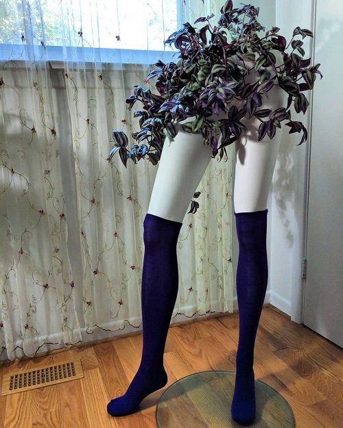 Grow Wandering Jew in mannequin 