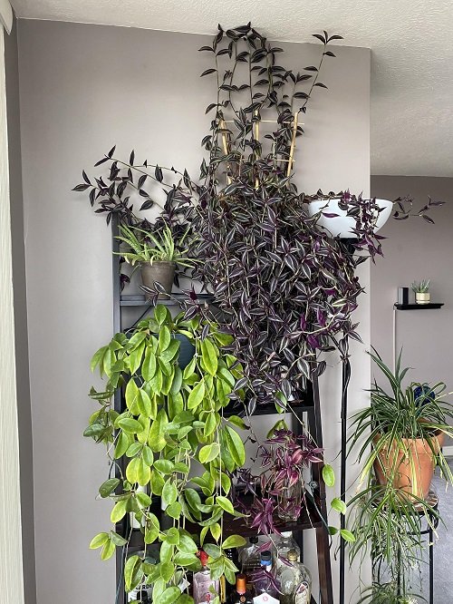 Ways to Grow Wandering Jew as shelf display