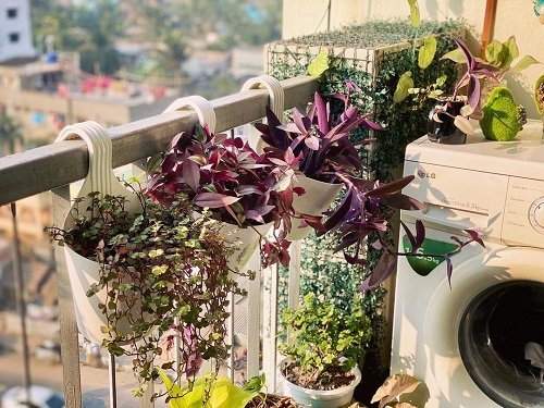 Ways to Grow Wandering Jew in a railing hanger