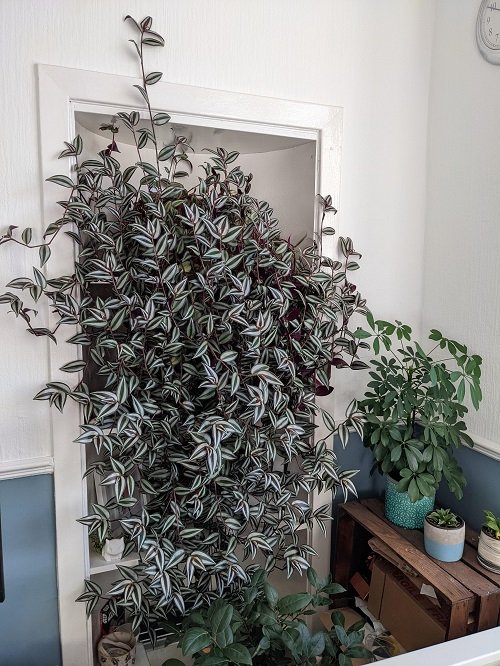 Grow Wandering Jew in a shelf 