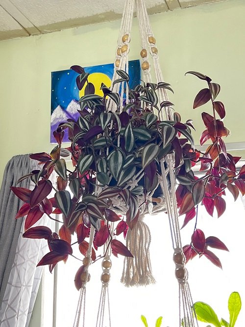 Grow Wandering Jew Indoors in ceiling