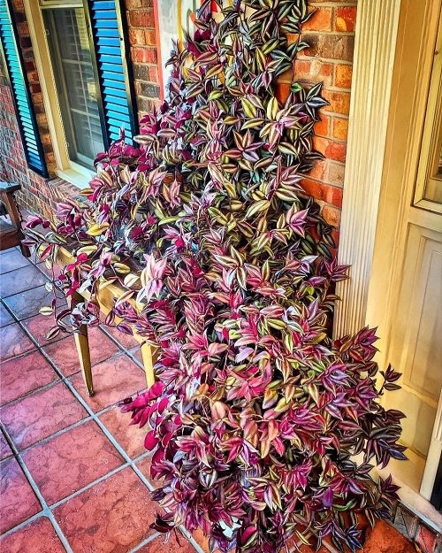 Different Ways to Grow Wandering Jew Indoors 5 