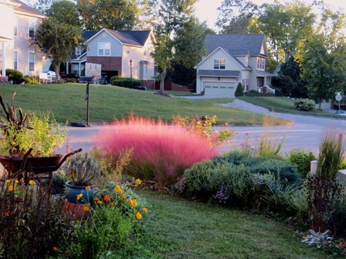 Growing  Companion Plants with Pink Muhly Grass