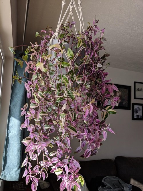 Grow Wandering Jew on window