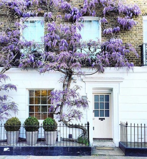 best Purple Spring Flowers near house