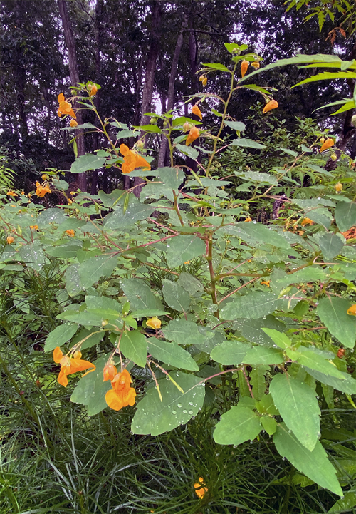 Poison Ivy Look Alike Plants with Three Leaves 9