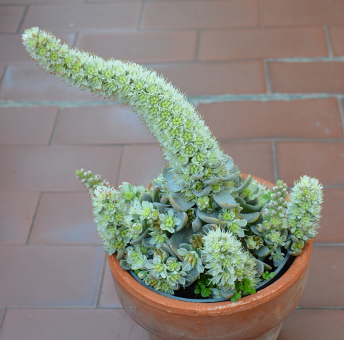 Beautiful Korean Succulents in pot